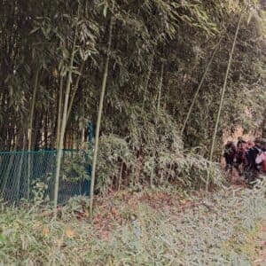 Bambusov šumarak u dolini Putrenjaka/Urošćaka. [SMK 2025.]