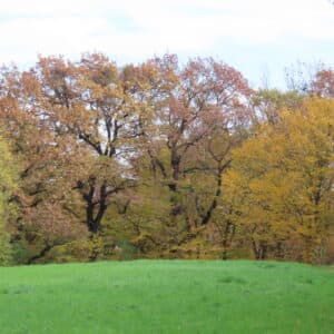 Kao u parku na sjevernom rubu Bukovca. [VR 2025.]