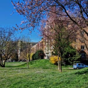 Prekrasan dan za šetnju - i prekrasno zelenilo s cvijećem uz zgrade Miljacke ulice. [SM 2026.]